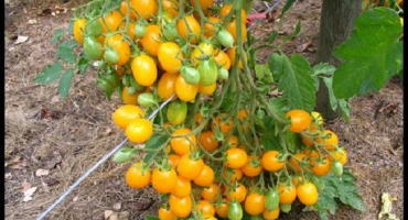 Popis odrůdy cherry rajčat lisa, její vlastnosti a produktivita