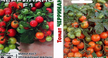 Popis odrůdy rajčat cherrinano jejích metod pěstování