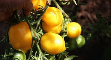 Popis odrůdy rajčat citrusová zahrada a její vlastnosti