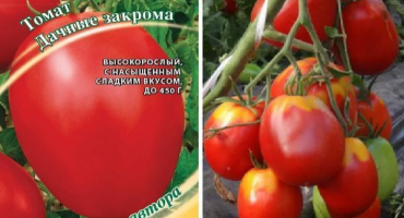 Popis venkovských popelnic odrůdy rajčat a jejích charakteristik