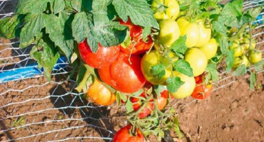 Popis odrůdy rajčat oblíbené země, její vlastnosti a produktivita