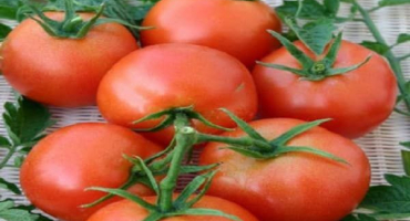 Popis odrůdy rajčat danna, její vlastnosti a pěstování