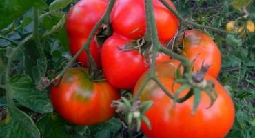 Popis odrůdy rajčat deliciosus, vlastnosti pěstování a výnos