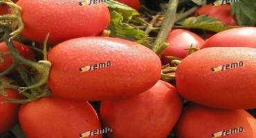 Popis odrůdy rajčat dinar, doporučení pro pěstování a výnos