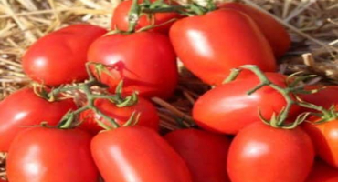 Popis odrůdy rajčat dino f1, vlastnosti pěstování a výnos