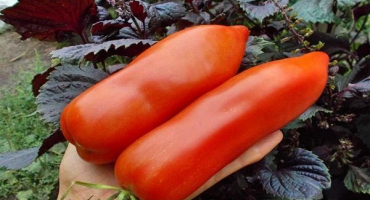 Popis odrůdy rajčat uncle stepa a její vlastnosti