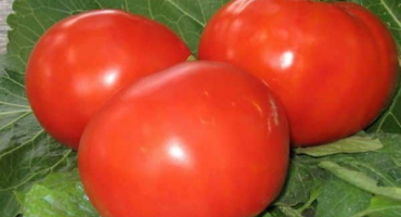 Popis odrůdy rajčat je statný, vlastnosti pěstování a výnos