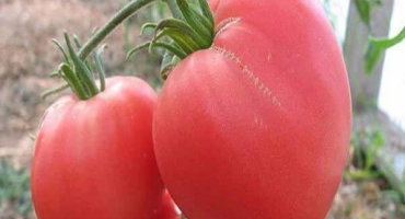 Popis duše odrůdy rajčat na sibiři, její vlastnosti a produktivita