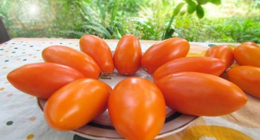 Popis odrůdy rajčat elisey a její vlastnosti