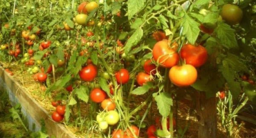 Popis odrůdy rajčat yenisei f1, její vlastnosti a produktivita