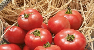 Popis odrůdy rajčat erofeich růžové, vlastnosti pěstování a péče