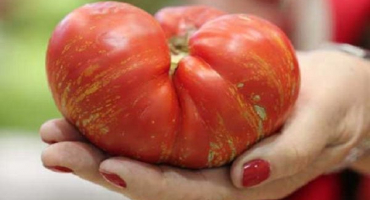 Popis ohňostroje odrůdy rajčat, jeho vlastnosti a vlastnosti pěstování