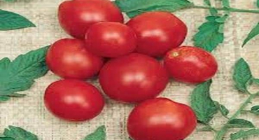 Popis fantazie odrůdy rajčat, vlastnosti pěstování a péče