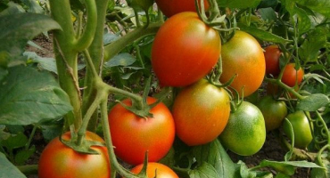 Popis vlajky odrůdy rajčat, její vlastnosti a výnos