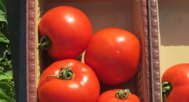 Popis odrůdy rajčat florida f1 a její vlastnosti