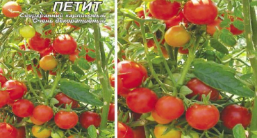 Popis floridské drobné odrůdy rajčat a jejích vlastností