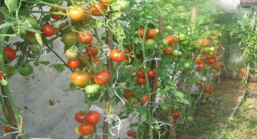 Popis odrůdy rajčat gamayun, vlastnosti pěstování a péče