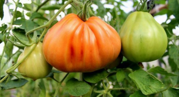 Popis akordeonu odrůdy rajčat a jeho vlastností