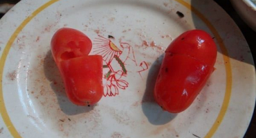 Popis odrůdy rajčat havajský doutník a jeho výnos