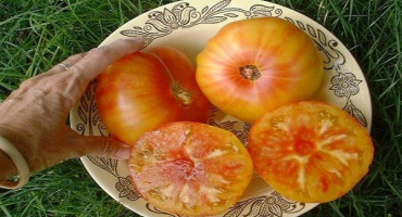 Popis odrůdy rajčat havajský ananas, vlastnosti pěstování a péče