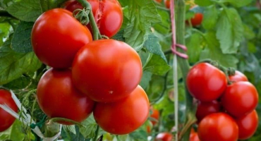 Popis odrůdy rajčat gavroche a její vlastnosti