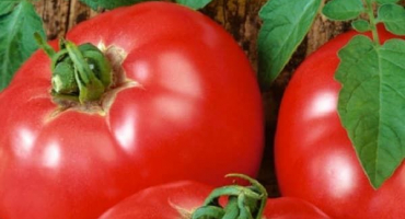 Popis odrůdy rajčat, hlavní kalibr f1 a jeho vlastnosti