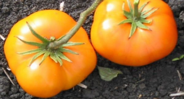 Popis odrůdy rajčat count eagles, její pěstování a výnos