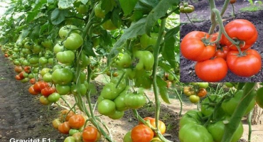 Popis gravitace odrůdy rajčat, vlastnosti pěstování a péče