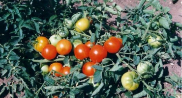 Popis odrůdy rajčatové jeskyně, její vlastnosti a péče