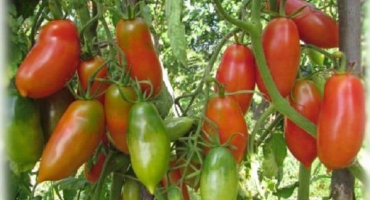 Popis odrůdy rajčatového hroznu a jeho vlastností