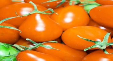 Popis odrůdy rajčat oranžové hrušky, jejích vlastností a produktivity