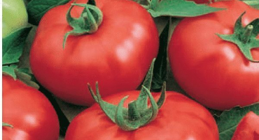 Popis odrůdy rajčat igranda a její vlastnosti