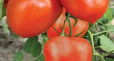 Popis odrůdy rajčat emperor, vlastnosti pěstování a péče