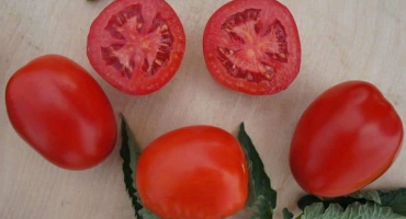 Popis odrůdy rajčat indio a její vlastnosti