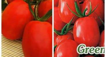 Popis odrůdy rajčat irene, vlastnosti pěstování a péče