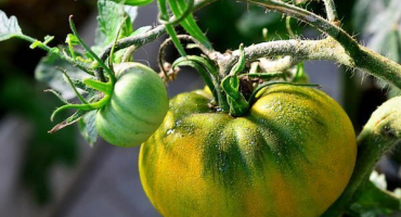 Popis irského likéru odrůdy rajčat a jeho vlastnosti