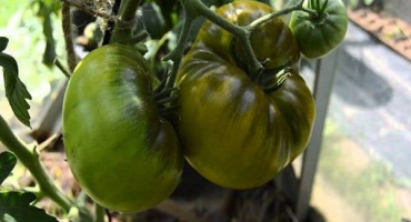 Popis smaragdové standardní odrůdy rajčat, jejích vlastností a produktivity