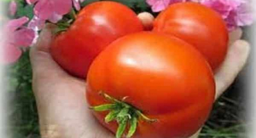 Popis odrůdy rajčat yana, vlastnosti pěstování a výnos