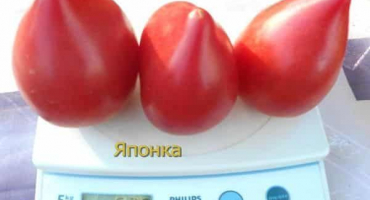 Popis japonské odrůdy rajčat a jejích vlastností