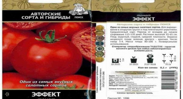 Popis efektu odrůdy rajčat, jeho charakteristik a výnosu