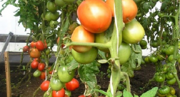 Popis odrůdy rajčete, kultivační vlastnosti a výnos