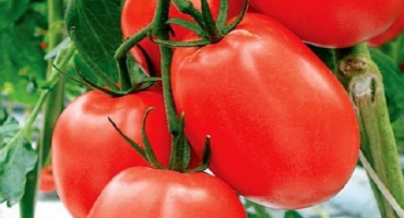 Popis odrůdy rajčat kadet, její vlastnosti a doporučení pro pěstování