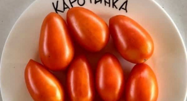 Popis odrůdy rajčat karotinka, její pěstování a péče