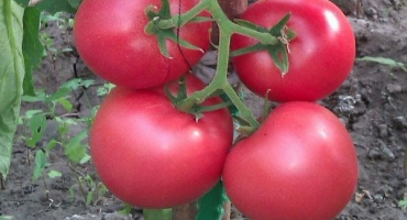 Popis odrůdy rajčat kasamori a její vlastnosti