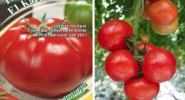 Popis odrůdy rajčete iris a rysy jejího pěstování