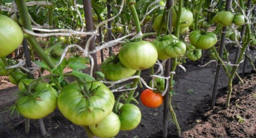 Popis odrůdy rajčatové kazachky a jejích vlastností