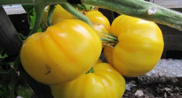 Popis kazašské odrůdy žlutého rajčete, její výnos a pěstování