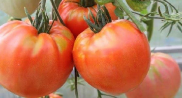 Popis odrůdy rajčat king kong, vlastnosti pěstování a péče