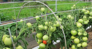 Popis odrůdy cypřišových rajčat, její vlastnosti a výnos