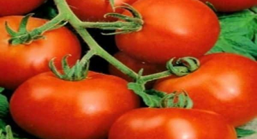 Popis odrůdy rajčat f1, její vlastnosti a recenze